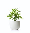 White pot with a little plant on a white background