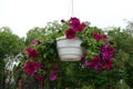 White pot with magenta colored flowers of petunias Royalty Free Stock Photo