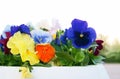 White Pot with Viola Pansy Flowers, closeup Royalty Free Stock Photo