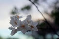 White Potato Creeper, Album solanum, Getty Center garden Royalty Free Stock Photo