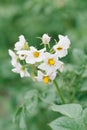 White potato flowers in the garden in summer.Selective focus