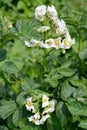 White potato flowers Solanum tuberosum L Royalty Free Stock Photo