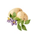 White potatos and purple potato flowers and leaves isolated on white background. Watercolor handdrawn illustration. Royalty Free Stock Photo