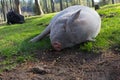 White potbellied pig in wildlife park Royalty Free Stock Photo