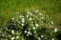 White Potentilla `Abbotswood` in the garden in June. Potentilla is a herbaceous flowering plant from the rosaceae family. Berlin,