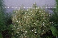 White Potentilla `Abbotswood` in the garden in June. Potentilla is a herbaceous flowering plant from the rosaceae family. Berlin