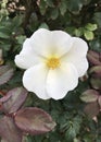 White Potentilla