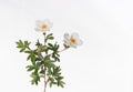 White Potentilla - Isolated Plants