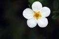 White Potentilla flower