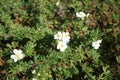 White Potentilla fruticosa \'Abbotswood\' blooms in the garden in August. Berlin, Germany