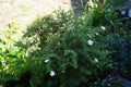 White Potentilla fruticosa \'Abbotswood\' blooms in the garden in August. Berlin, Germany