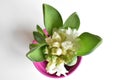 White potted Hyacinth on white Background