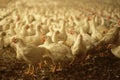 White poultry in a farm ÃÂ§house stock photo