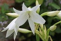 White powell hybrid swamp lily flower in close up Royalty Free Stock Photo