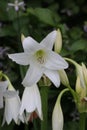 White powell hybrid swamp lily flower in close up Royalty Free Stock Photo