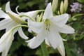 White powell hybrid swamp lily flower in close up Royalty Free Stock Photo