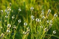 White prairie clover - Dalea candida