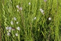 White Prairie Clover   809174 Royalty Free Stock Photo