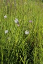 White Prairie Clover   809176 Royalty Free Stock Photo