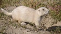 White Prairie Dog