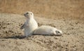 White Prairie Dogs