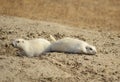 White Prairie Dogs