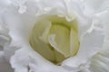 White prairie gentian flower macro photo