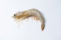 White Prawn without head Royalty Free Stock Photo