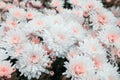 White pretty small autumn Chrysanthemum flowers close-up