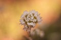 White pretty flower macro photo on orange background in spring