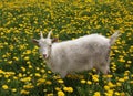 The white pretty young goat is grazed on the blossoming meadow Royalty Free Stock Photo