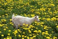 The white pretty young goat is grazed on the blossoming meadow Royalty Free Stock Photo