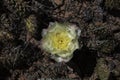 White Prickly Pear Flower