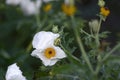 White prickly poppy on muted green background