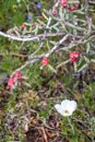 White prickly poppy and cactus during spring