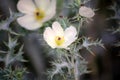 White prickly poppy flower (Argemone albiflora) with prickly leaves : (pix SShukla)