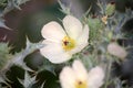 White prickly poppy flower (Argemone albiflora) with prickly leaves : (pix SShukla)