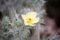 White prickly poppy flower (Argemone albiflora) with prickly leaves : (pix SShukla)