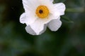 White prickly poppy on muted green background