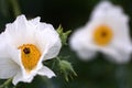 White prickly poppy on muted green background