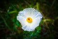 White Prickly Poppy