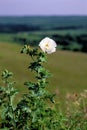 White Prickly Poppy 55354