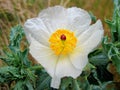 White pricklypoppy Argemone albiflora Wildflower