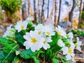 White primrose close-up. First spring flowers in forest.