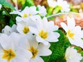 White primrose close-up. First spring flowers in forest