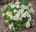 White primrose blooms in a spring garden