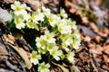 White primrose flowers, european primula