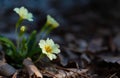 White primrose flowers in the forest closeup image of first spring flowers that growing in the forest. yellow flowers blossom