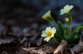 White primrose flowers in the forest closeup image of first spring flowers that growing in the forest. yellow flowers blossom