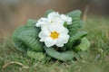 White primrose grows wild in an unmown lawn. Royalty Free Stock Photo